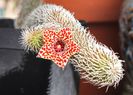 Stapelianthus pilosus