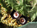 Huernia-oculata