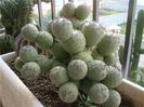 Tephrocactus geometricus