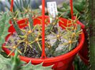 Orbea wissmannii eremastrum