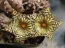 Huernia kennedyana