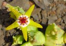Stapelia flavo-purpurea