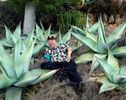 Agave guiengola