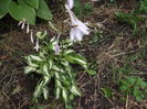Hosta