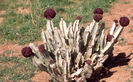 Caralluma acutangola