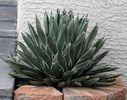 Agave nickelsiae