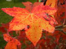 Liquidambar styraciflua (2014, Nov.02)
