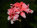 DSCN2663