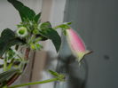 DSCN2666