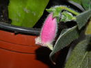 DSCN2668