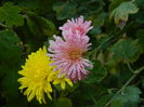 DSCN2771