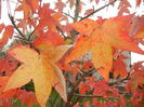 Liquidambar styraciflua (2014, Nov.02)