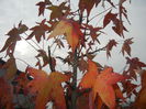 Liquidambar styraciflua (2014, Nov.02)