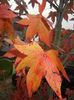 Liquidambar styraciflua (2014, Nov.02)