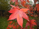 Liquidambar styraciflua (2014, Nov.02)