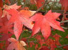 Liquidambar styraciflua (2014, Nov.02)