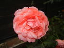 Rose Pleasure (2014, November 02)