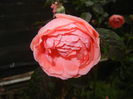 Rose Pleasure (2014, November 02)