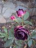 DSC05040
