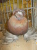 DSCN0908