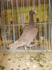 DSCN0918