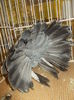 DSCN0951