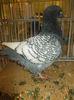 DSCN0953