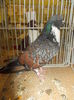 DSCN0955
