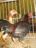DSCN0996
