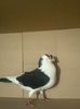 M  provine Mocan Calin
