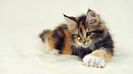 Maine-Coon-Calico-Cat-Pictures-Wallpaper