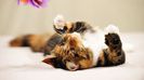 image-wallpaper-1600-900-pictures-wallpaper-maine-coon-cat-free-ni749767-0n