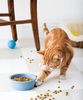 cat-playing-food_300