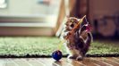 cute-little-kitten-cat-playing-hd-wallpaper-1920x1080-0n