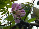 DSCN3363