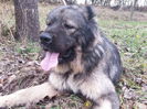 DIXI CAUCAZIAN DE NEAMT
