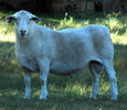 Berbec Dorper alb-k89