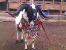 Berbec Garut cu medalii