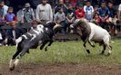 Berbeci Domba Garut la ciocneala
