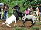 Berbeci Domba Garut la harta