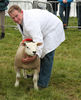 Oaie Texel , ce piept musculos are