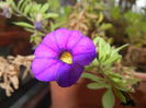 Calibrachoa Blue (2014, November 09)