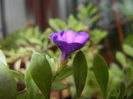 Calibrachoa Blue (2014, November 09)