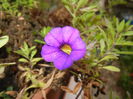 Calibrachoa Blue (2014, November 09)