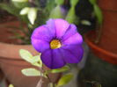 Calibrachoa Blue (2014, November 09)