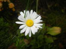 Bellis perennis (2014, November 09)