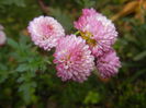 Chrysanth Bellissima (2014, Nov.09)