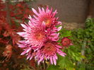 Purple & White Chrysanth (2014, Nov.09)