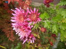 Purple & White Chrysanth (2014, Nov.09)