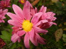 Purple & Yellow Chrysanth (2014, Nov.09)